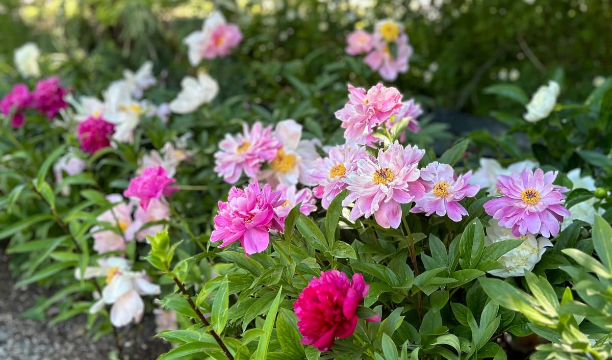 Pink peony flowers in various shades and in full bloom.